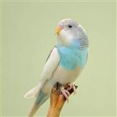 Tran