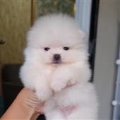 Pomp