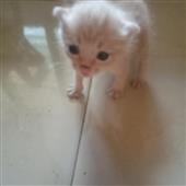 Xe