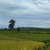 Tỷ