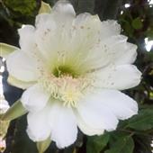 Nh