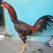 Seot