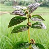Vậ