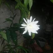 Thủy