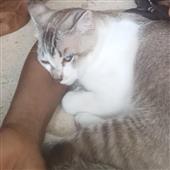 MÚ