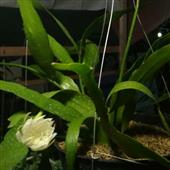 Se