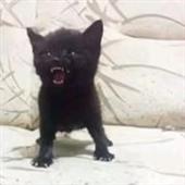 Ru