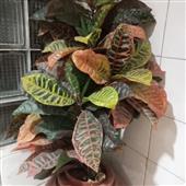 Mậ