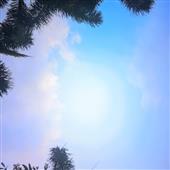 Sấ
