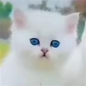 Lị