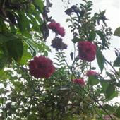 Th
