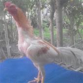 Câ