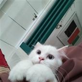 Rồ