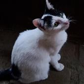 Vò