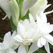 Ma