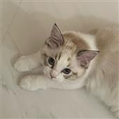 Dự