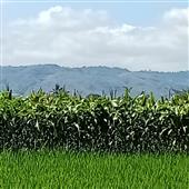 Bảng