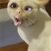 Du