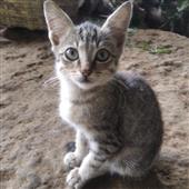 Dõi 