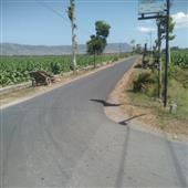 trái