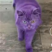 Ch