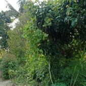 Rồ