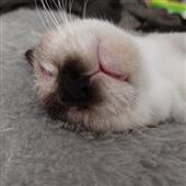 Yêu 