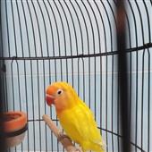 Fi