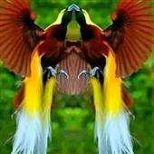 Qu