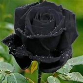 Sự G