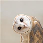 ET