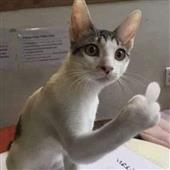 Kè