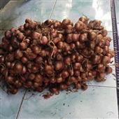 Tại 