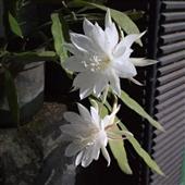 Tài 