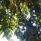 Bản 