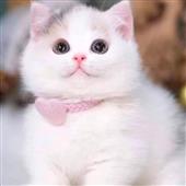 Su