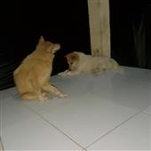 Co