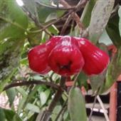 Bảng