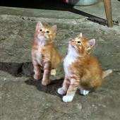 Liên