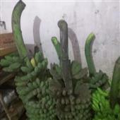 Ngộ 