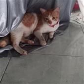 Qu