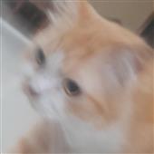 Tỷ