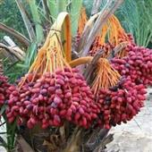 Vận 