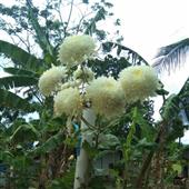 BẮ