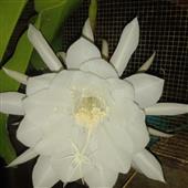 Dạo 