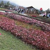 Thần