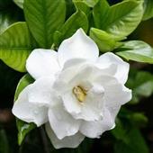 Giải