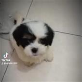 He