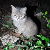 Vò