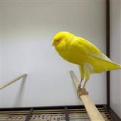 Ch